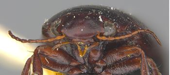 Media type: image;   Entomology 23950 Aspect: head frontal view